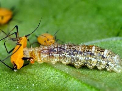 syrphid larvae eating aphids