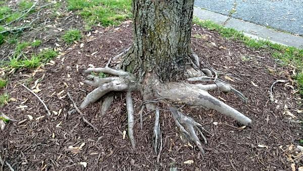 girdling tree roots