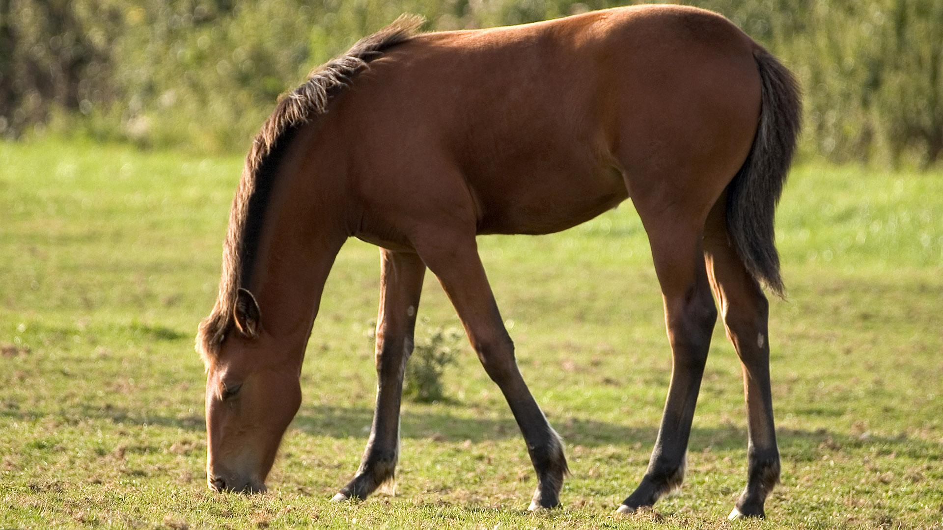 Horse Breeds | University of Maryland Extension