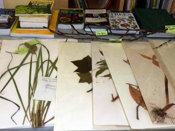 Plants, leaves, and other identification tools