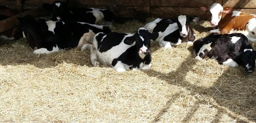 Group Housing Dairy Calves