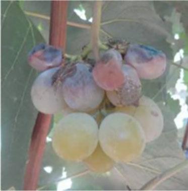 Stink bug damage on grapes
