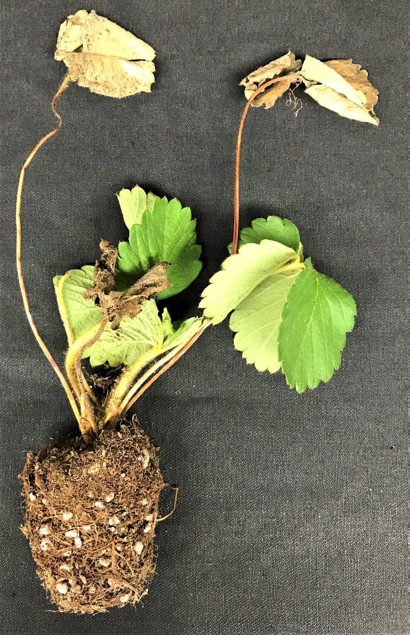 Are Dried Up Strawberry Plants Dead? – Strawberry Plants
