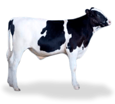 dairy steer
