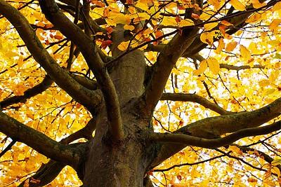 Beech tree in fall
