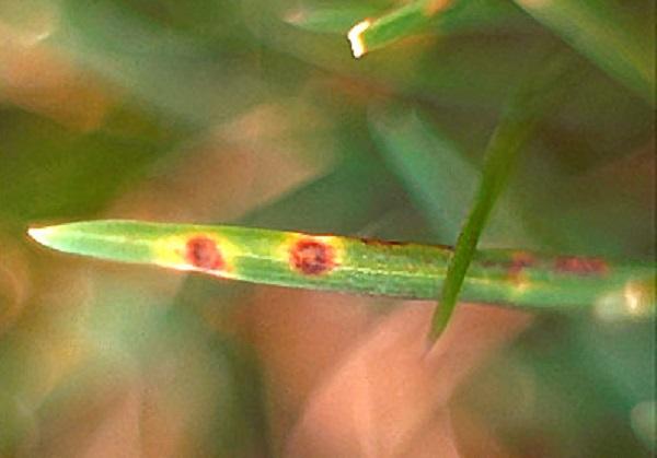 spots that form on turf blades from rust