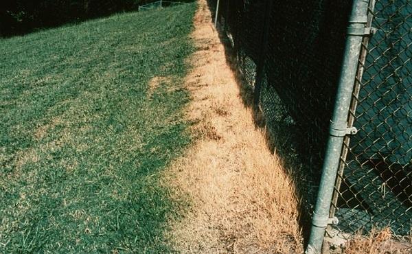 dead grass along a fence line after it was sprayed for weed control