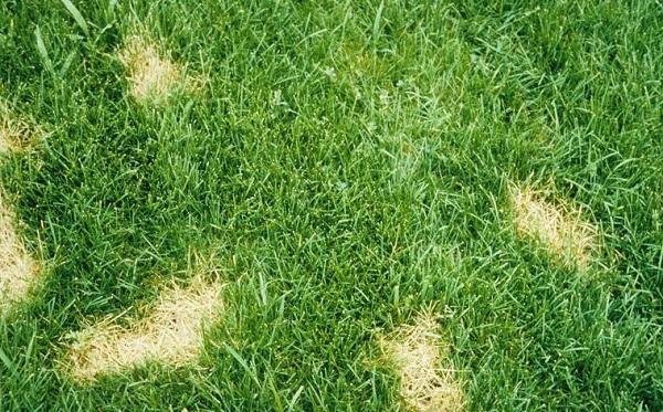 whitened leaf spots caused by Dollar spot diseases on Kentucky bluegrass
