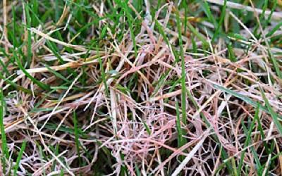 turf blades infected with red thread sometimes appear pinkish in color