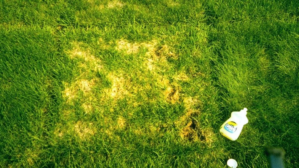 sod webworm symptoms in lawn