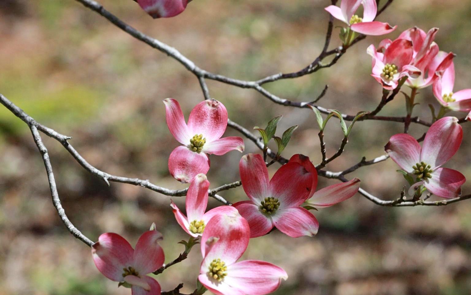 flowering pink dogwood