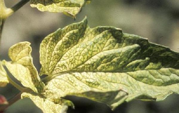 yellow leaf sign of an iron deficiency 