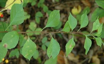 Oriental Bittersweet University Of Maryland Extension