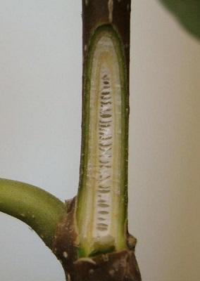 Inside cross section of a Paulownia twig