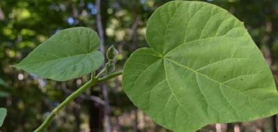 closeup of paulownia leaves