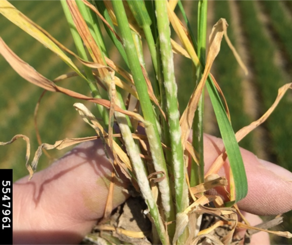 Wheat infected with powdery mildew on leaves and stems