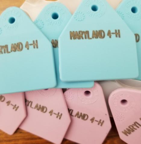 MD 4-H livestock ear tags
