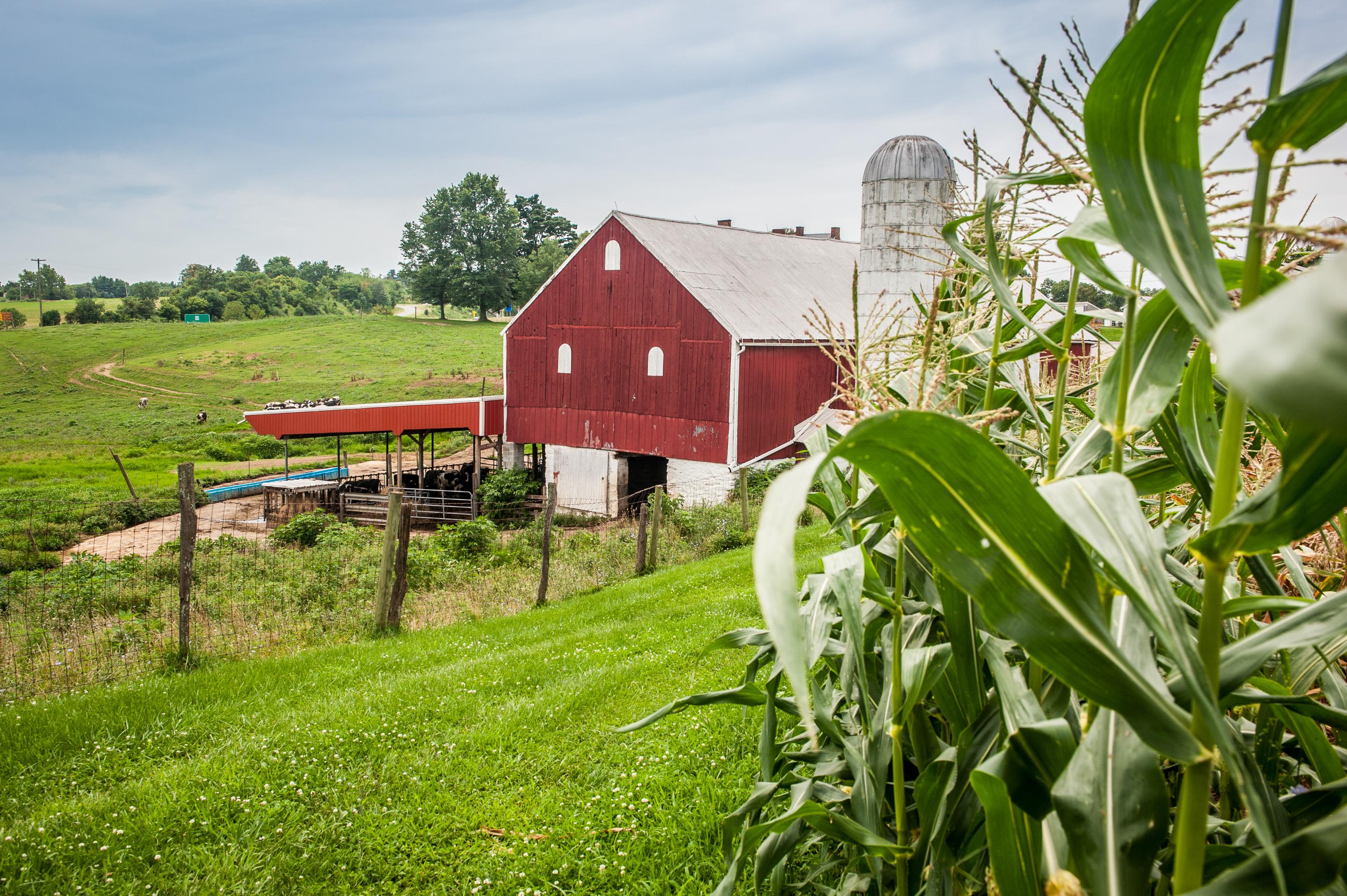 Red barn, corn field, and pasture. Photo by Edwin Remsberg