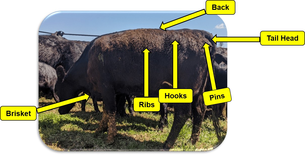 Beef Cow Body Condition Score Diagram