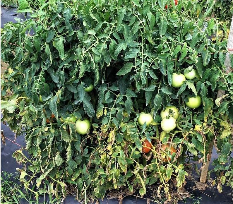Bottom half of tomato plants have lost their foliage and expose fruit to possible sunscald or rain check