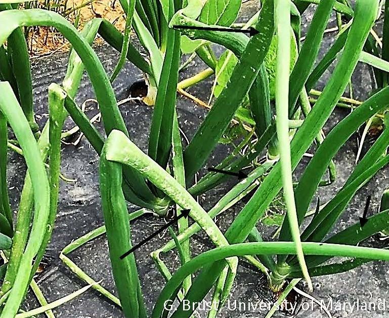 Damaged onion stems with scattered white marks caused by hail