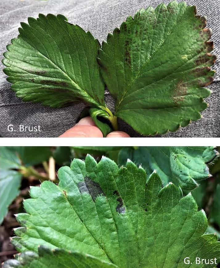 Dark spots on strawberry leaves often mistaken for the start of foliar diseases