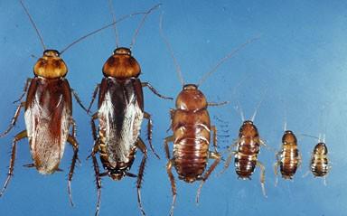 American cockroach life stages