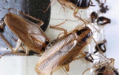 German cockroach pair