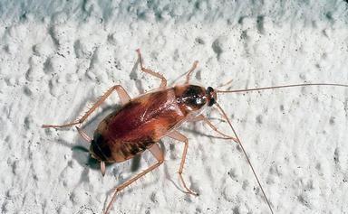 Brownbanded cockroach adult