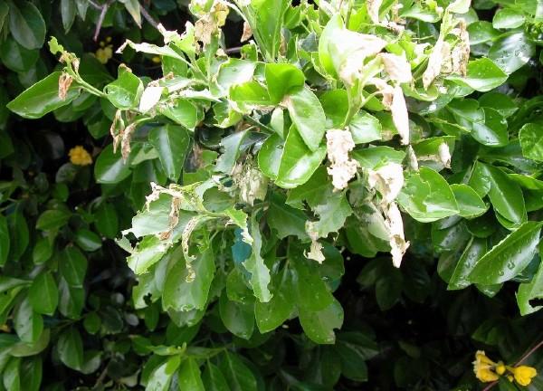 Euonymus leaf notcher