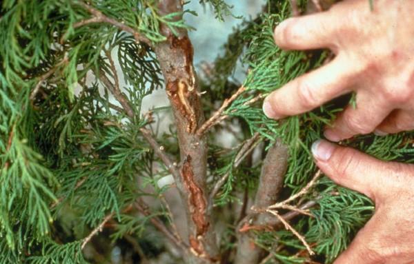 damage caused by japanese cedar longhorn beetle