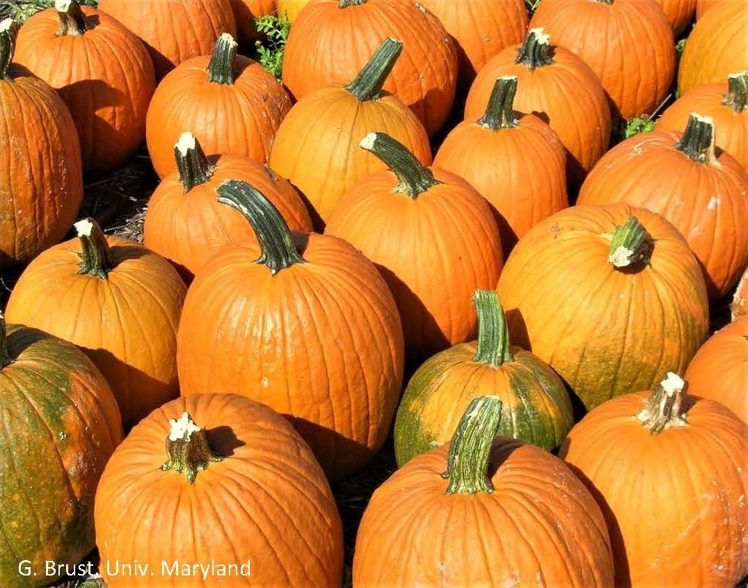 Harvested pumpkins with good handles