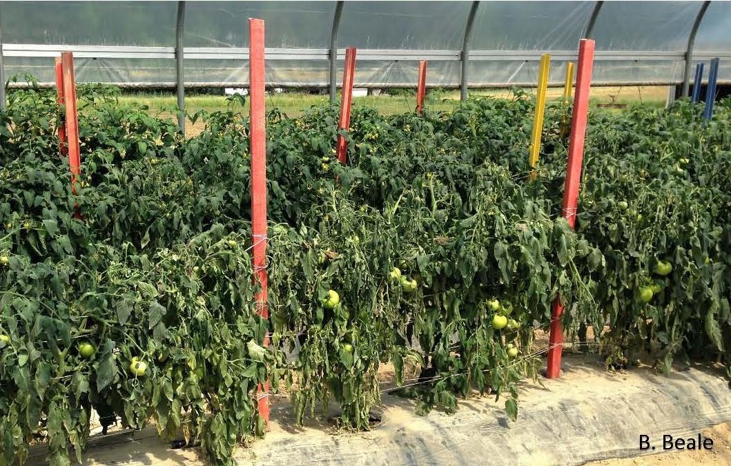 High tunnel tomato plants with black dot root rot disease wilting