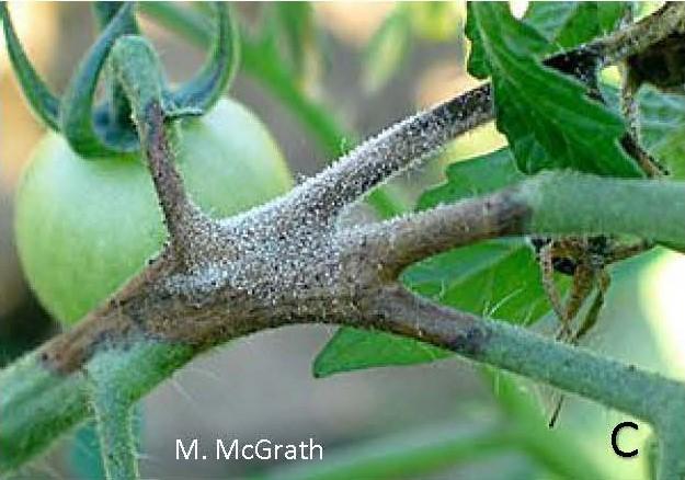 Late blight lesion and sporulation on tomato stem