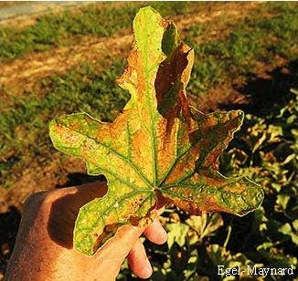 Magnesium deficiency in cantaloupe with interveinal scorching and veins that remain green.
