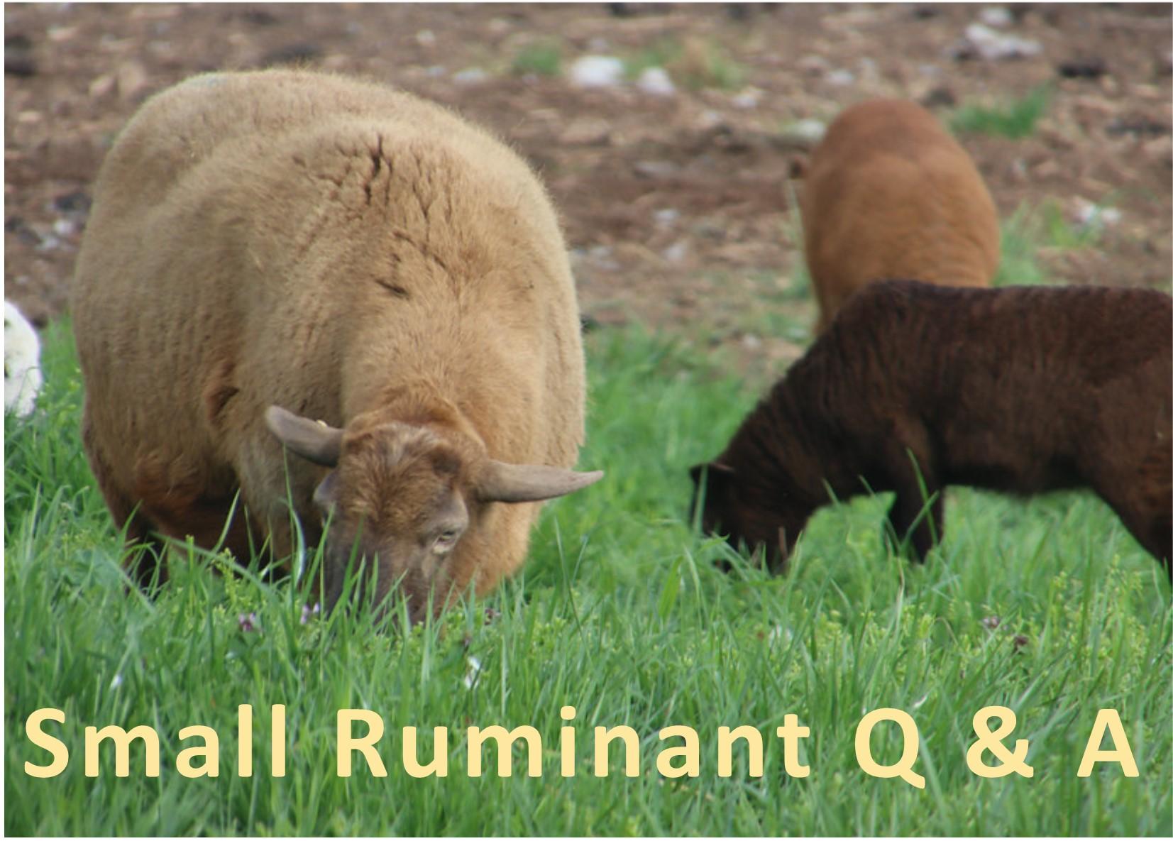 Small Ruminant Q & A; Sheep Grazing