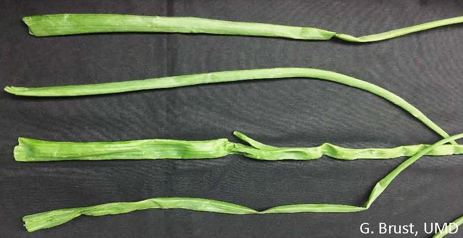 Same onion stems turned over showing no white marks