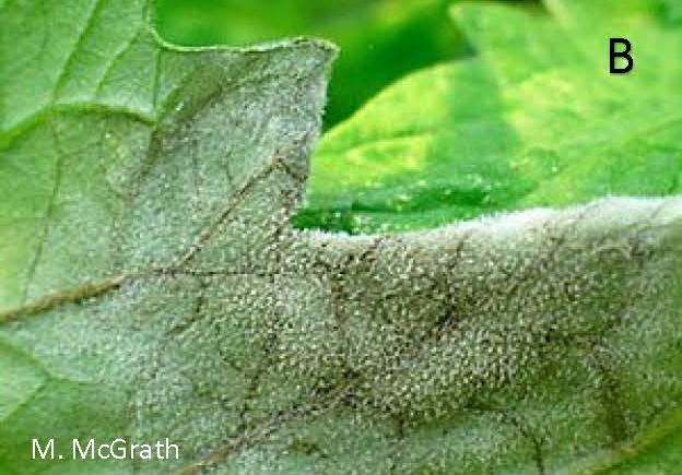 Sporulation of late blight causing ‘fuzzy growth’
