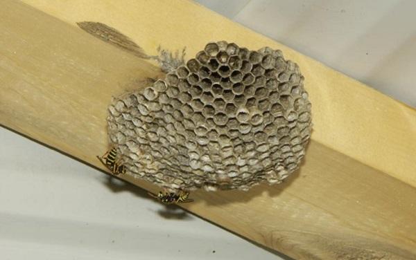 paper wasp nest 