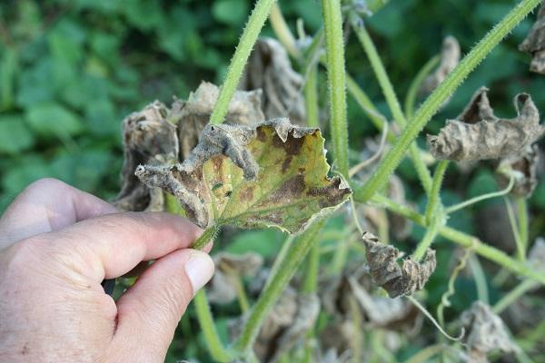 advanced symptoms of downy mildew causes plant damage