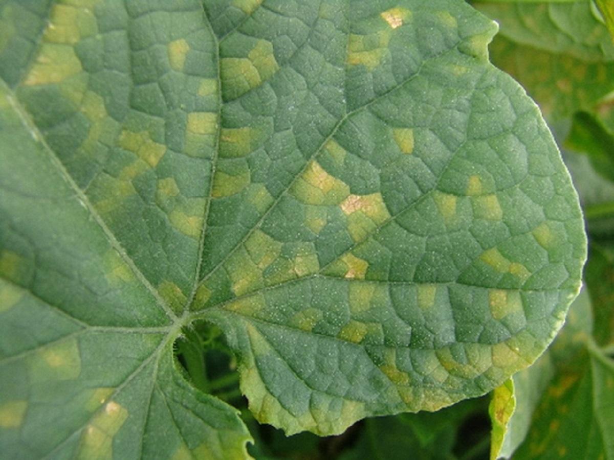downy mildew infected cucumber leaf