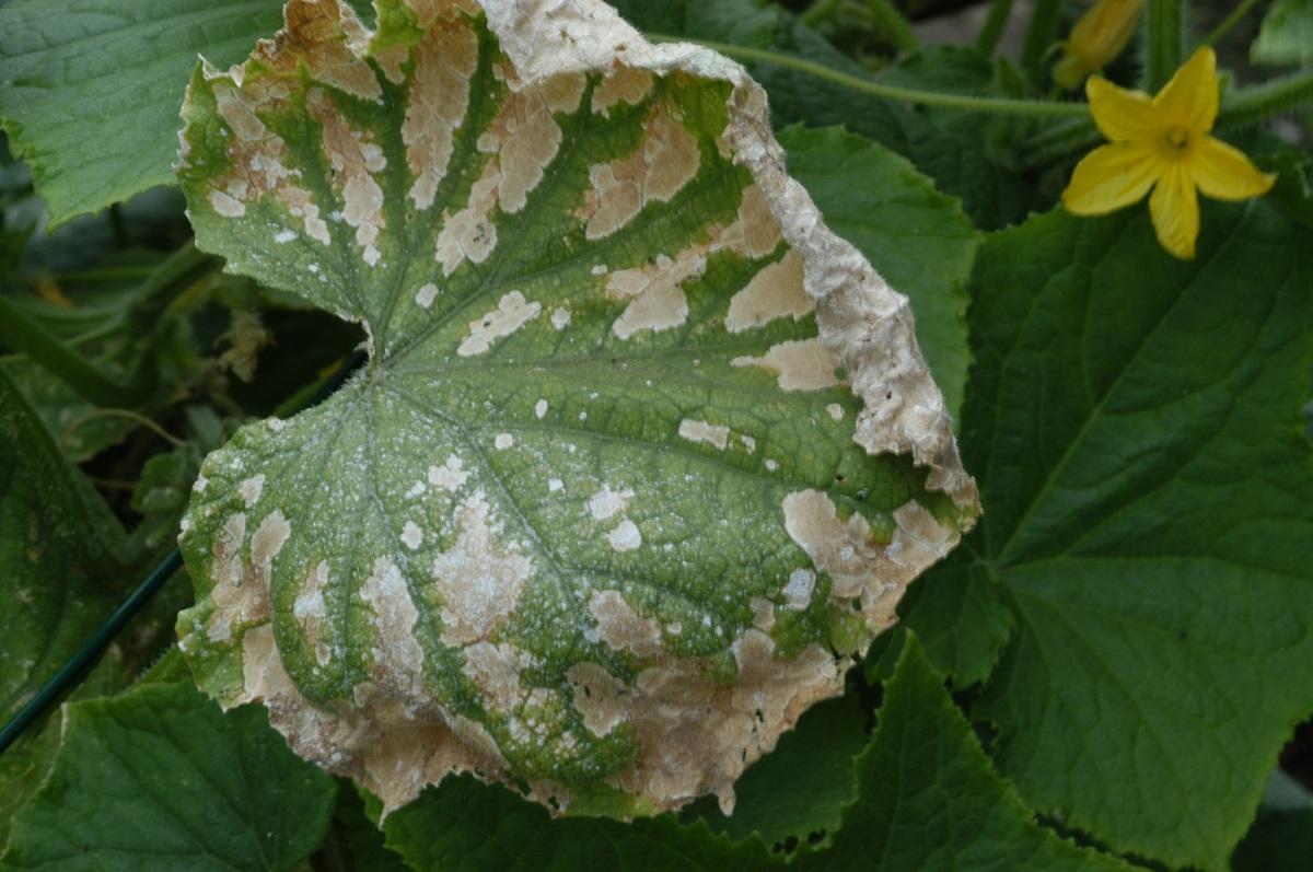Squash leaves damaged after spraying with an insecticide