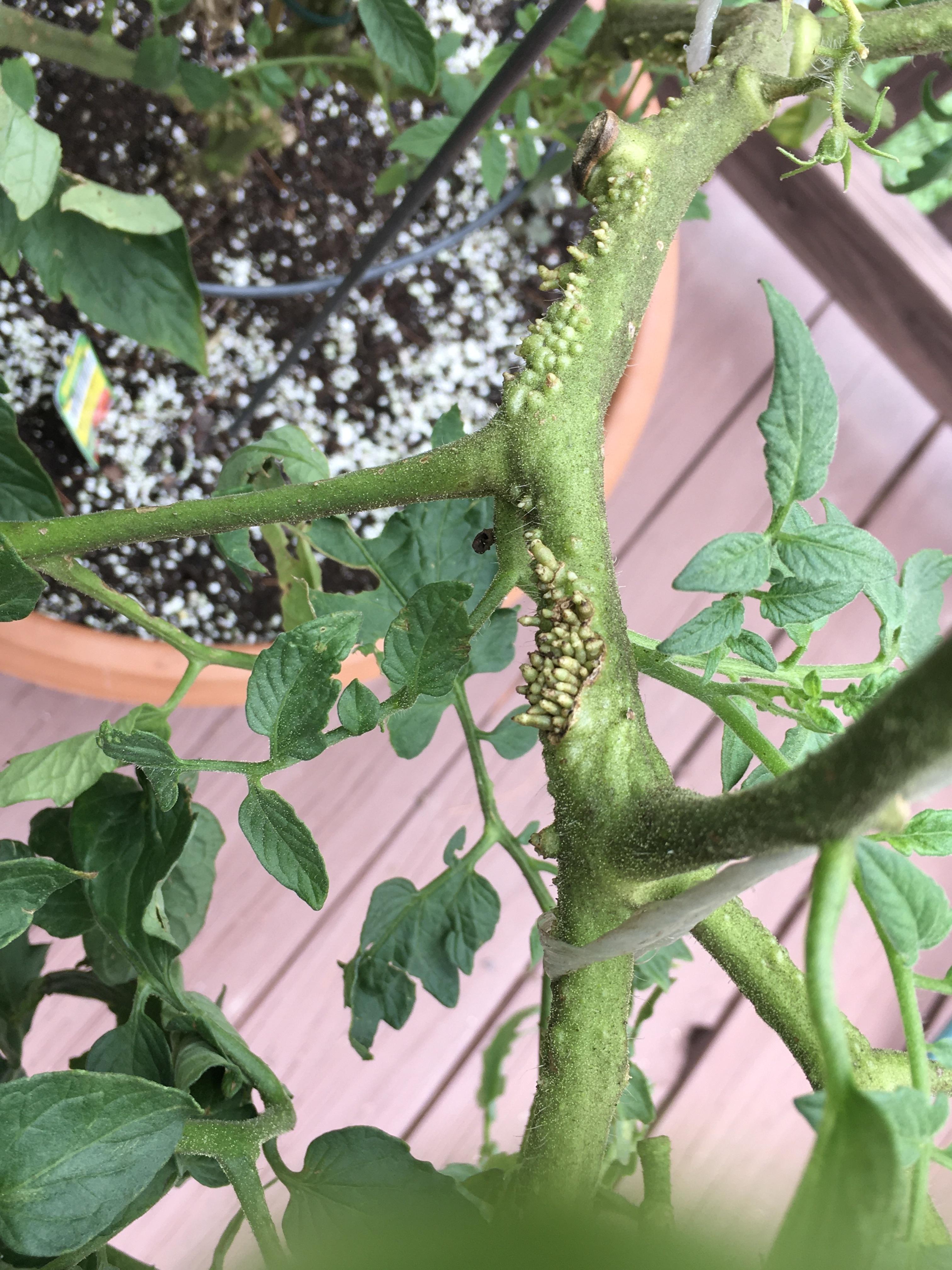 short, stubby roots growing on a tomato plant stem
