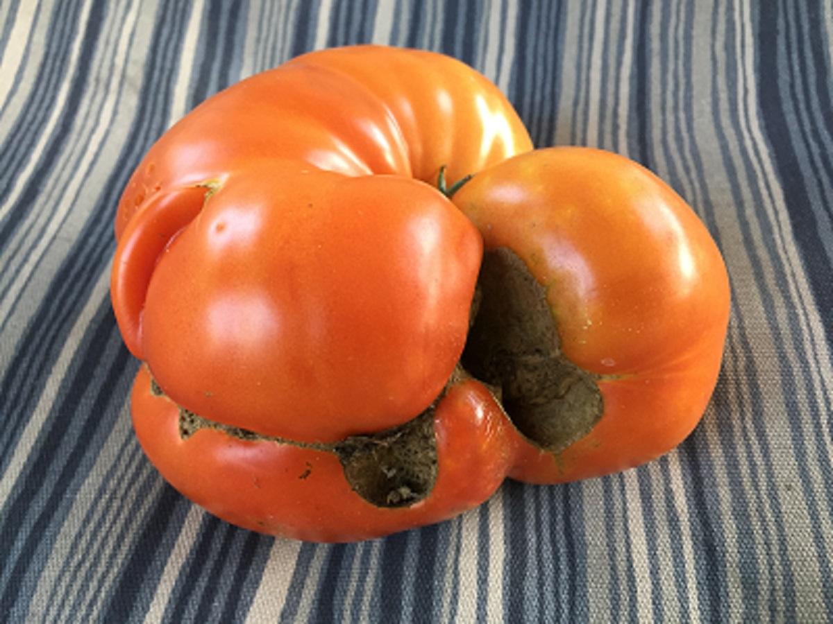 deformed tomato caused by catfacing