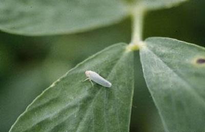 Potato leafhopper adult on leaf 
