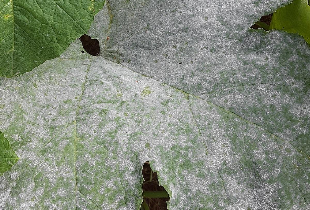 White coating of powdery mildew on cucumber leaves