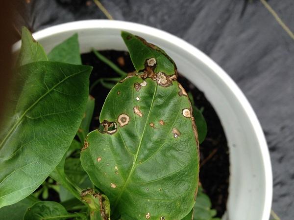 Bacterial leaf spot on a pepper plant planted in a container