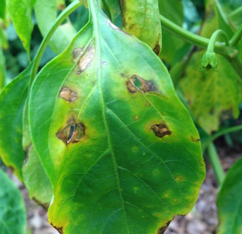 bacterial leaf spots on pepper leaves