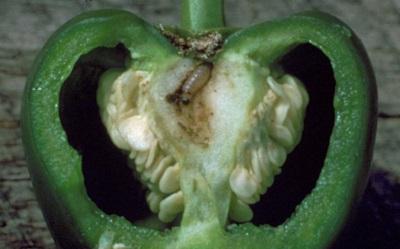 pepper fruit infested with corn borer caterpillar
