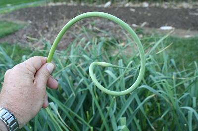 hardneck garlic scape